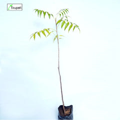 Desi Neem Plant