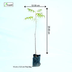 Desi Neem Plant