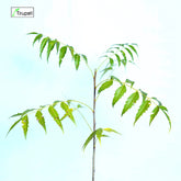 Desi Neem Plant