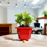 Syngonium Green Plant