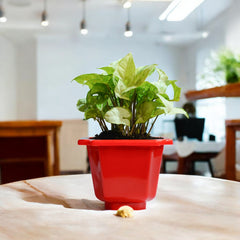 Syngonium Green Plant