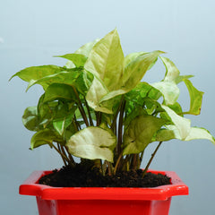Syngonium Green Plant