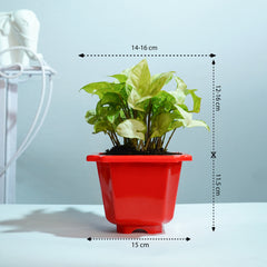 Syngonium Green Plant