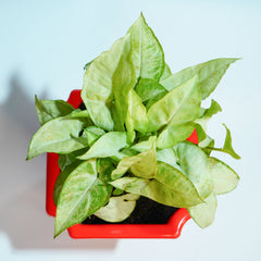 Syngonium Green Plant