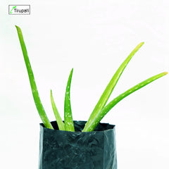 Green Aloe Vera Plant
