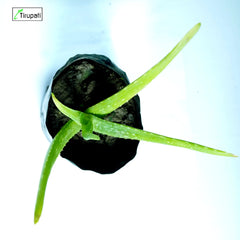 Green Aloe Vera Plant