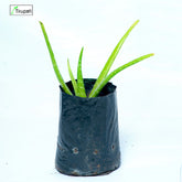 Green Aloe Vera Plant