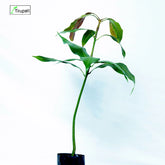 Desi Mango Plant