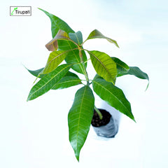 Desi Mango Plant