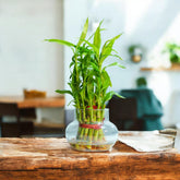 Lucky Bamboo 2 Layer Plant