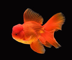 Red Gold Fish
