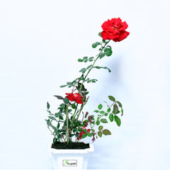 Red Divine Rose Plant