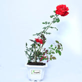 Red Divine Rose Plant