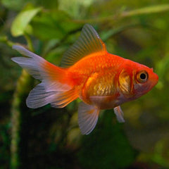 Red Gold Fish