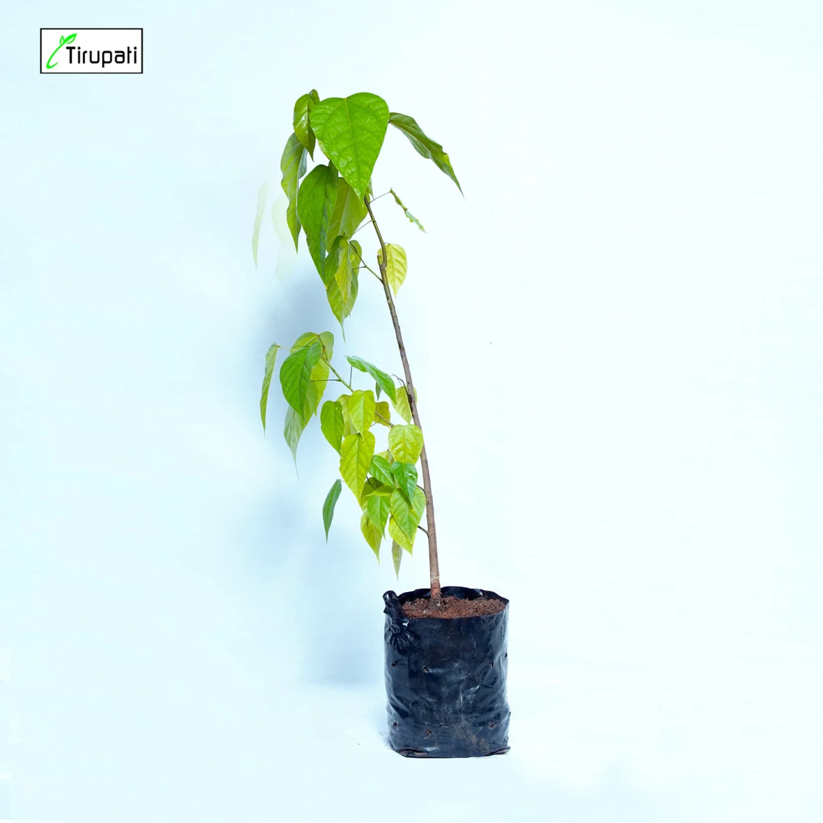 sindoor plant seeds Sindoor Plant – Tirupati Green World