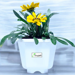 Zinnia Plant
