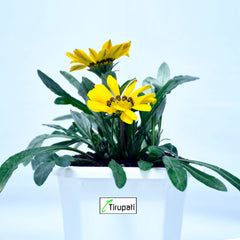 Zinnia Plant