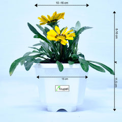 Zinnia Plant