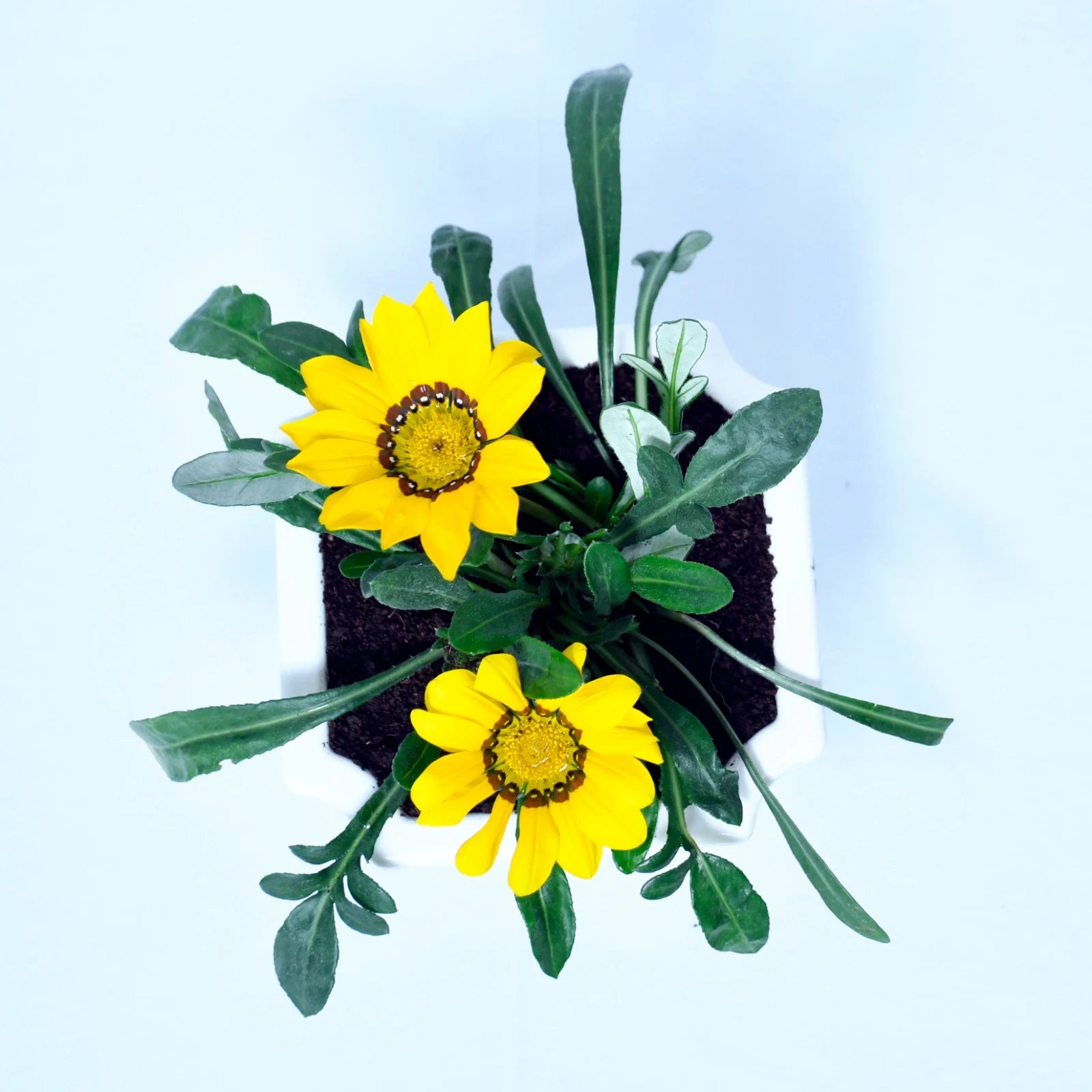 Zinnia Plant