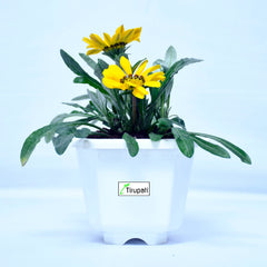Zinnia Plant