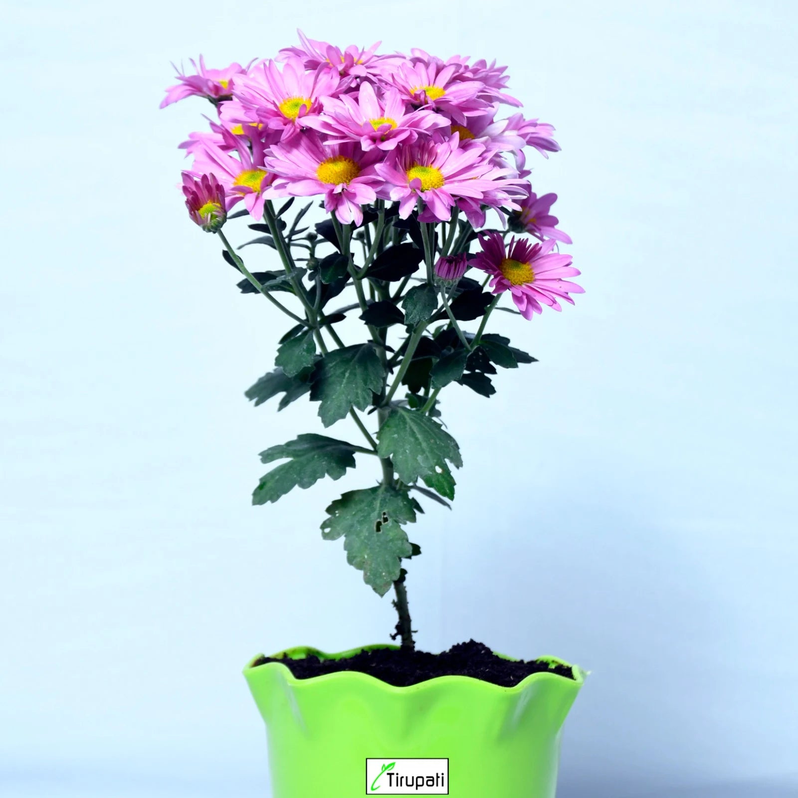 sevanti flower seeds Sevanti Purpel Plant – Tirupati Green World