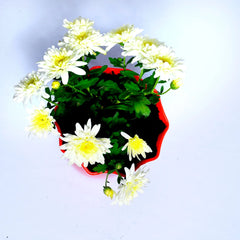 Sevanti White Plant