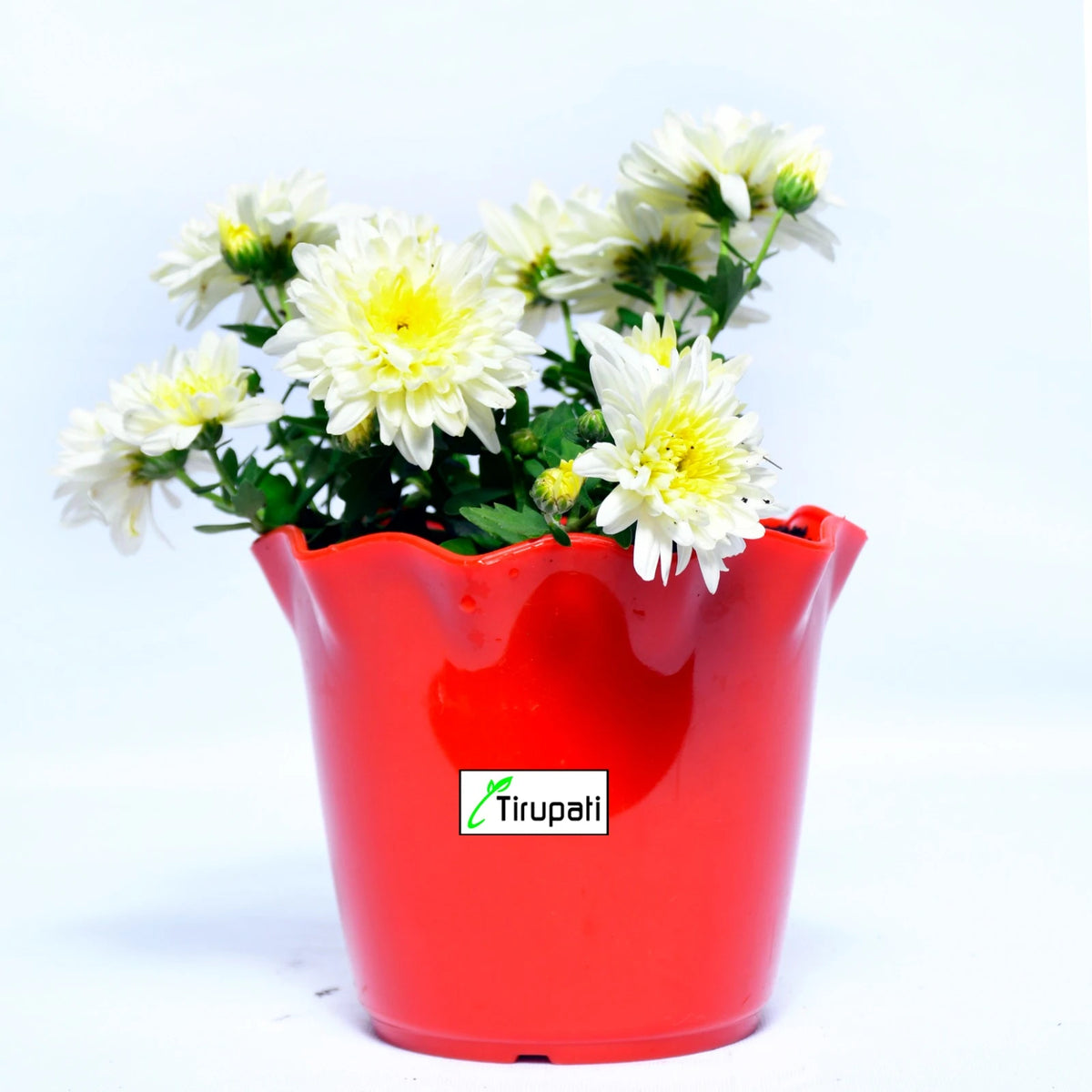Sevanti White Plant