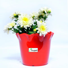 Sevanti White Plant