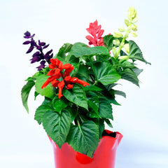 Salvia Three Color Plant