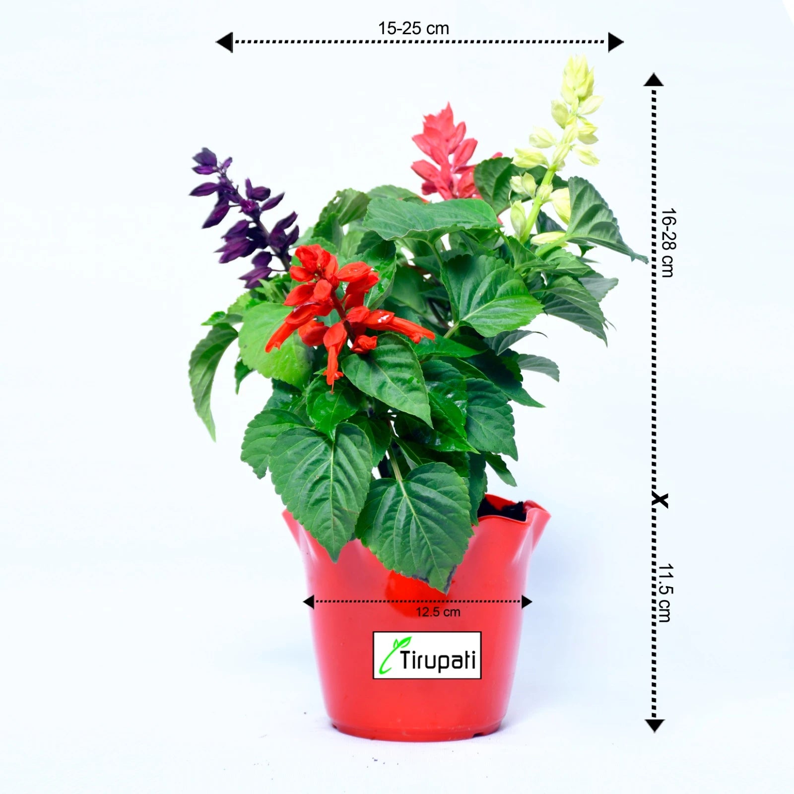 Salvia Three Color Plant