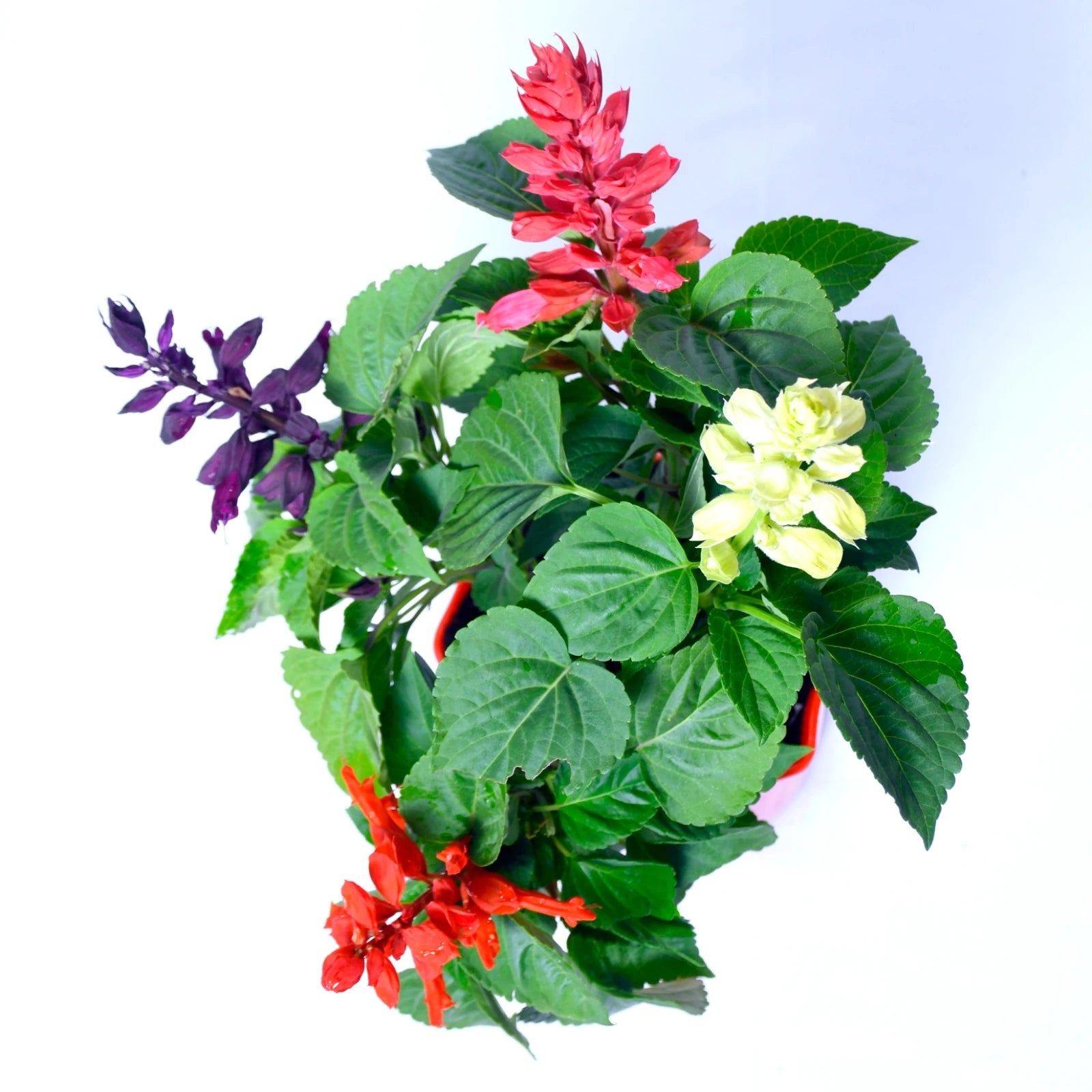 Salvia Three Color Plant
