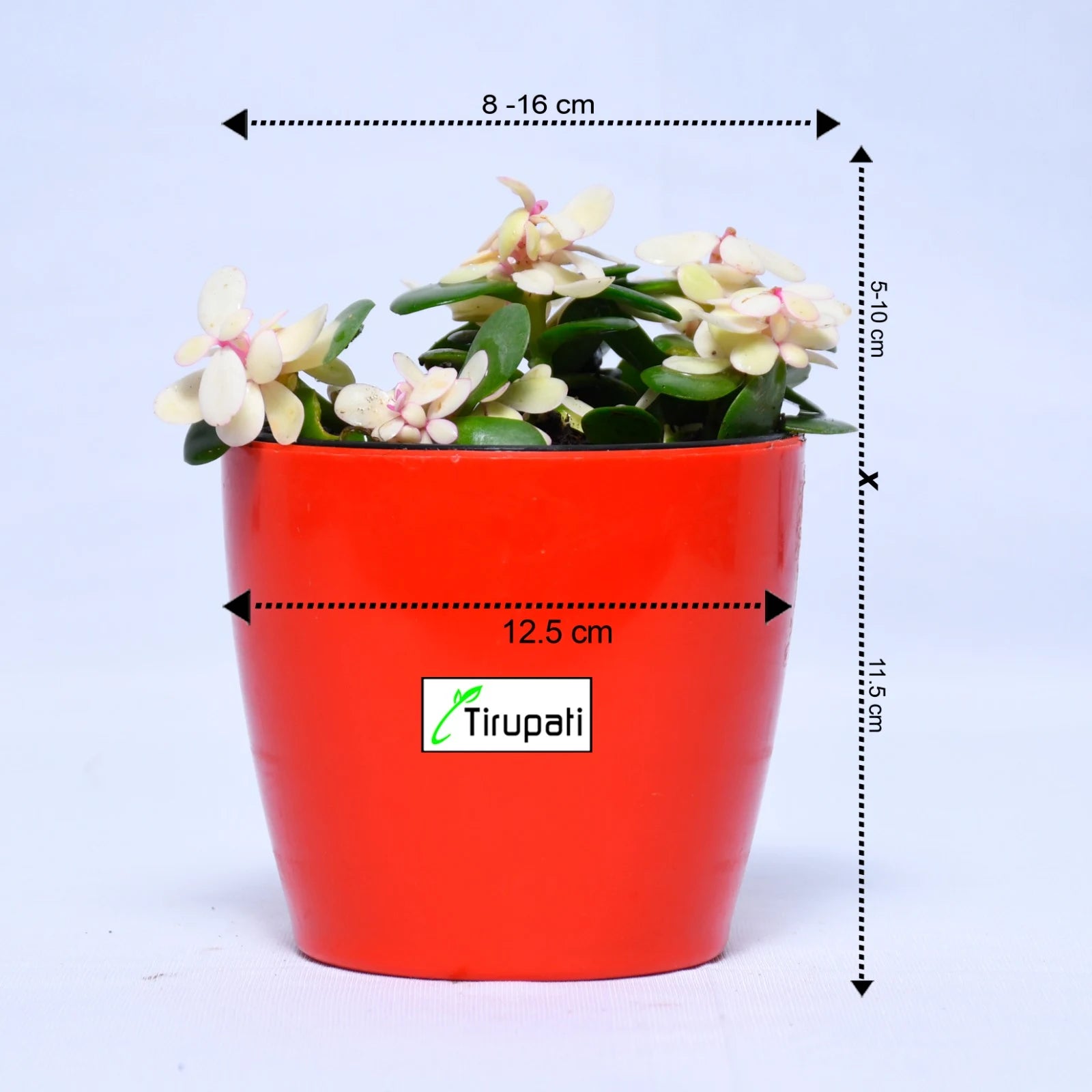 Variegated Jade Plant