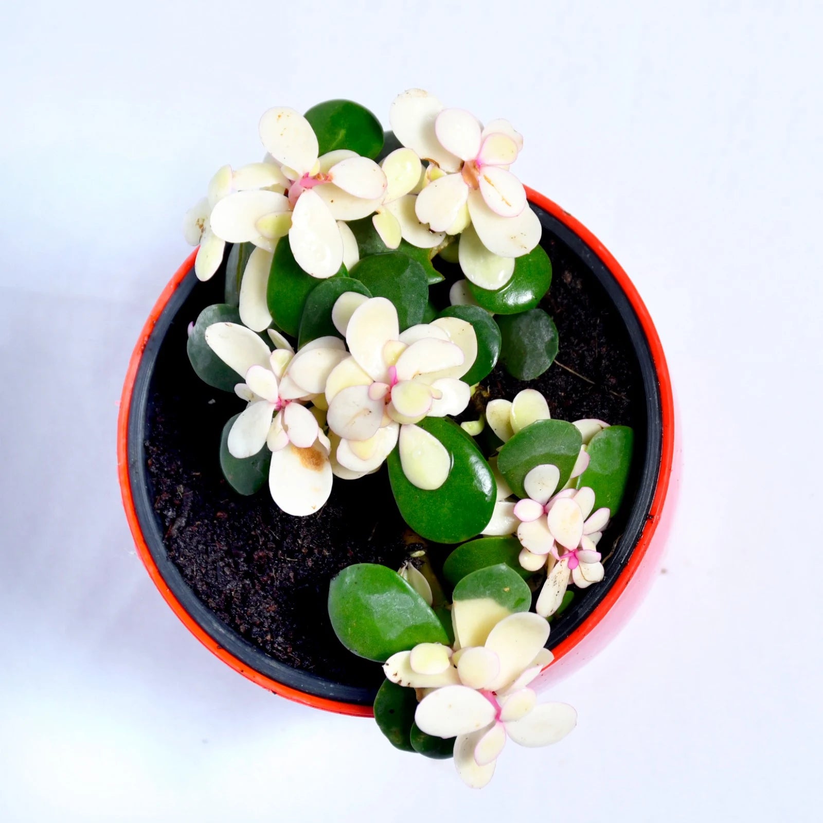 Variegated Jade Plant