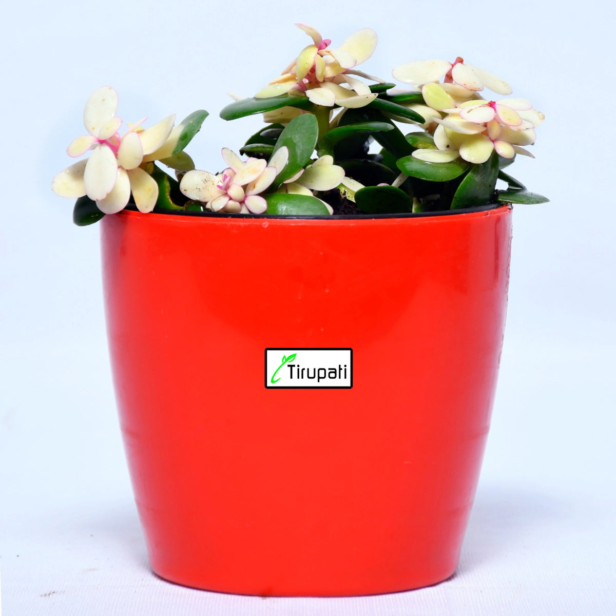 Variegated Jade Plant