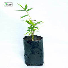 Bamboo Balcooa Plant