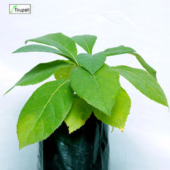 Baheda Plant