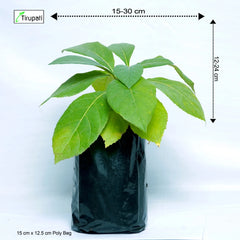 Baheda Plant