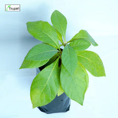 Baheda Plant