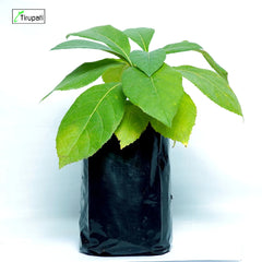 Baheda Plant