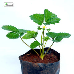 Strawberry Plant