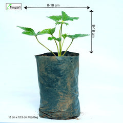 Strawberry Plant