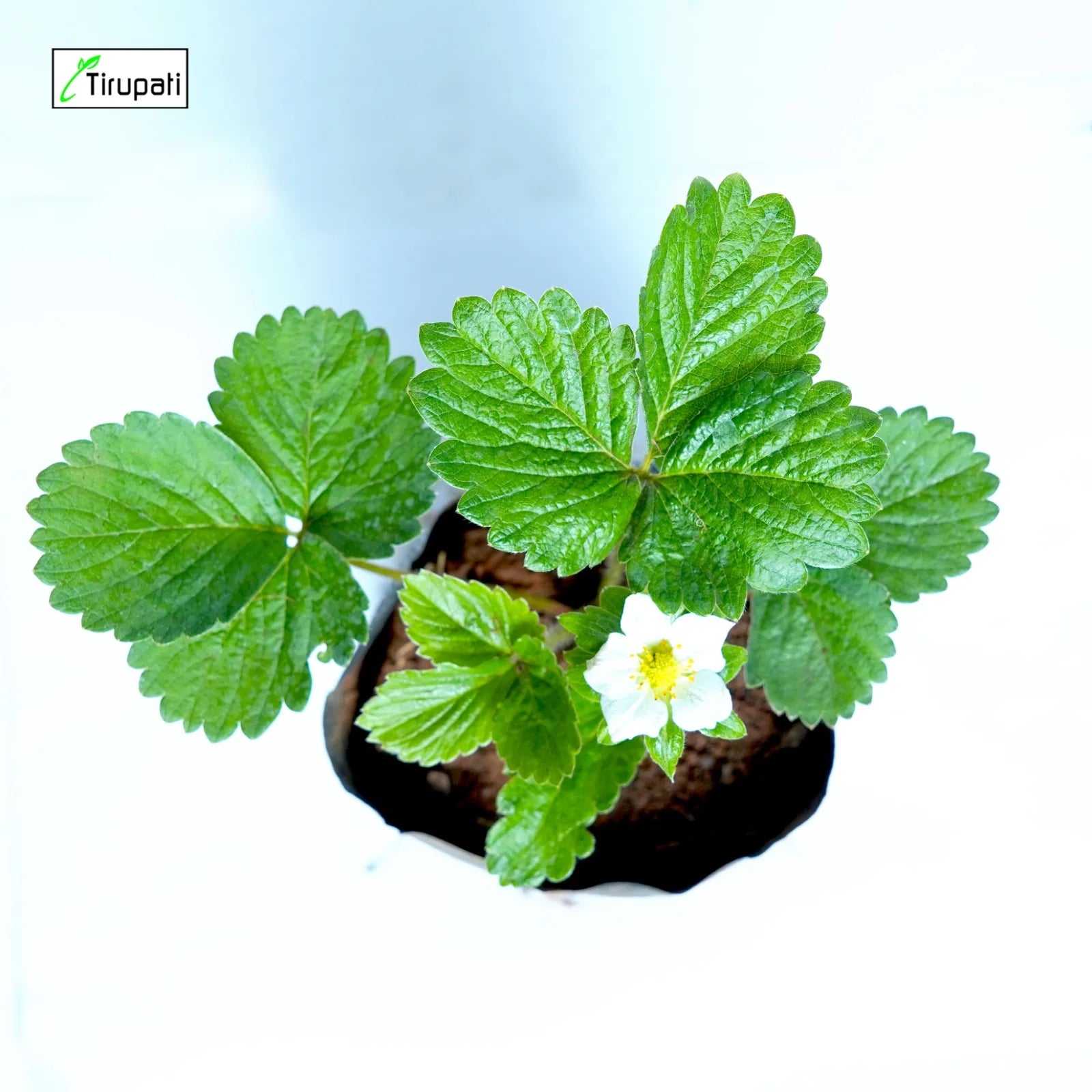Strawberry Plant