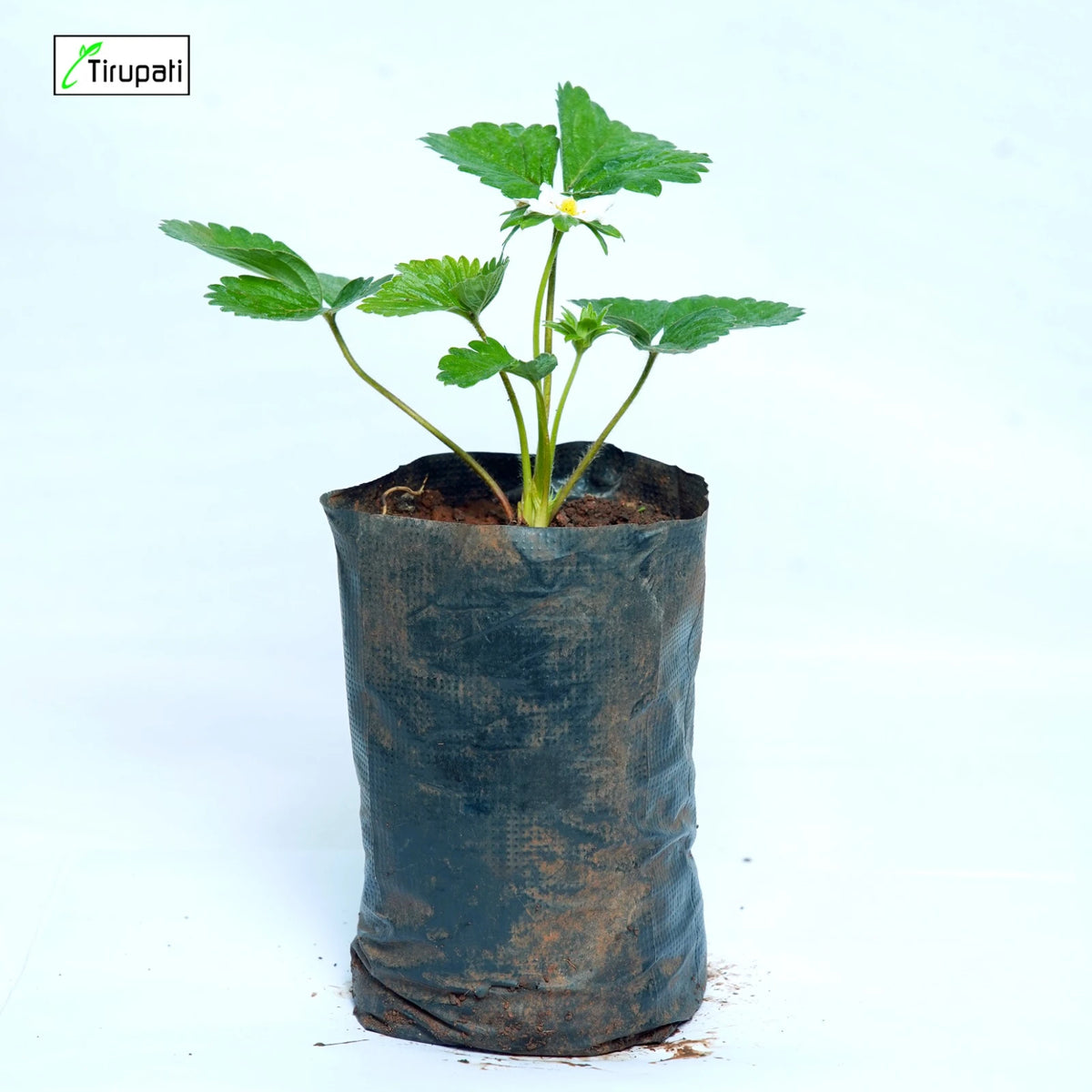 Strawberry Plant