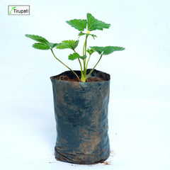 Strawberry Plant