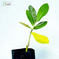 White Aak Plant