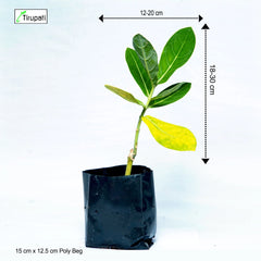 White Aak Plant