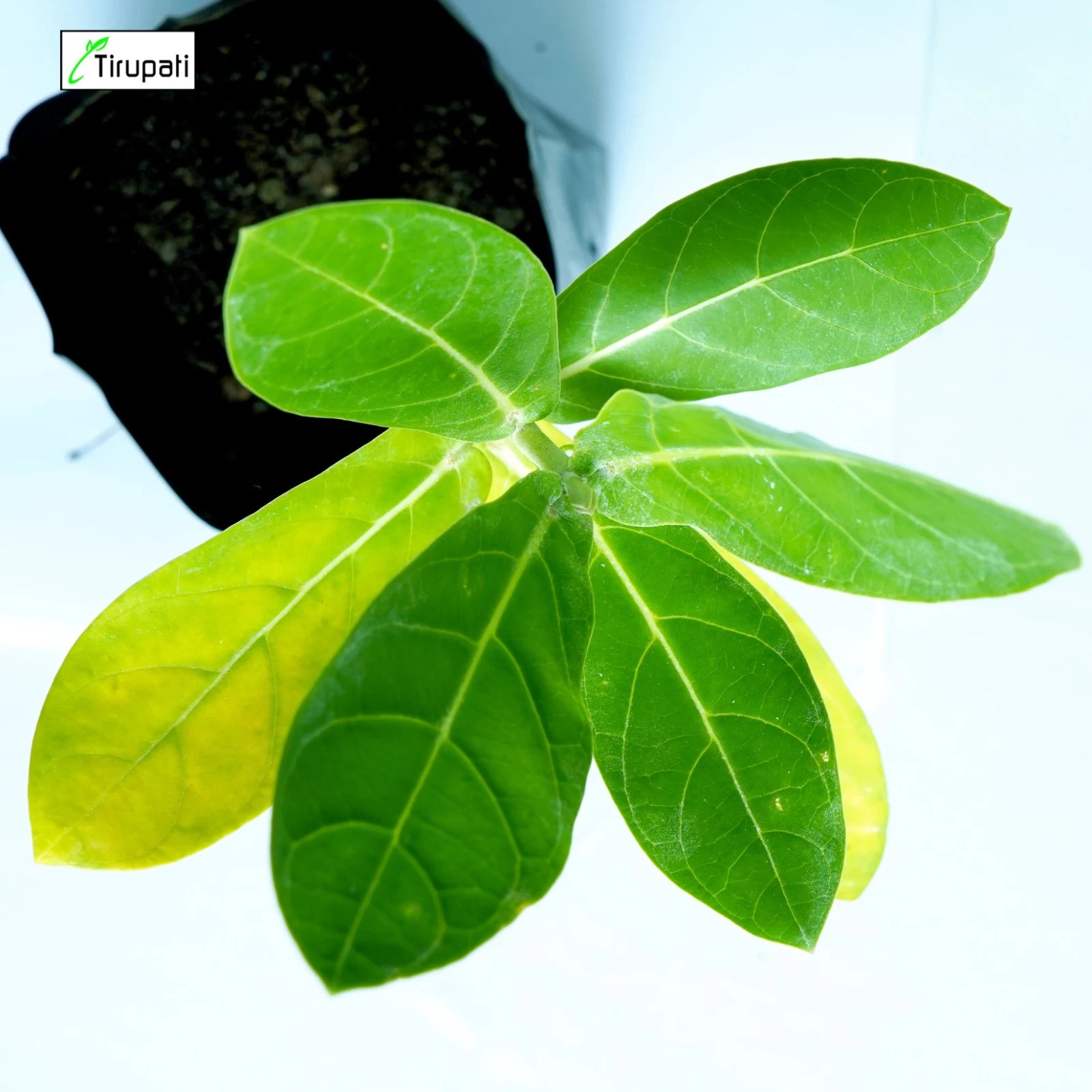 White Aak Plant