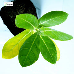 White Aak Plant