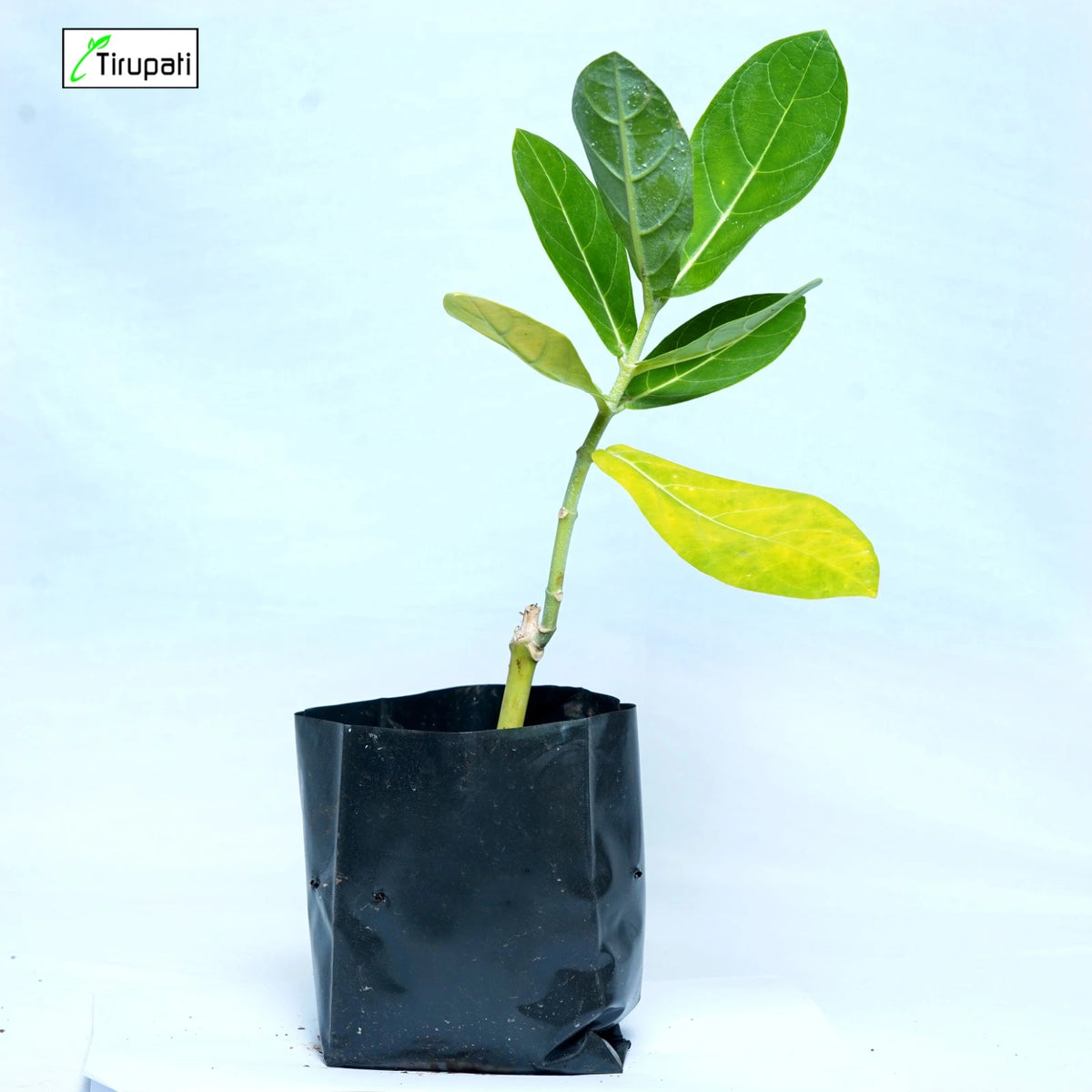 White Aak Plant