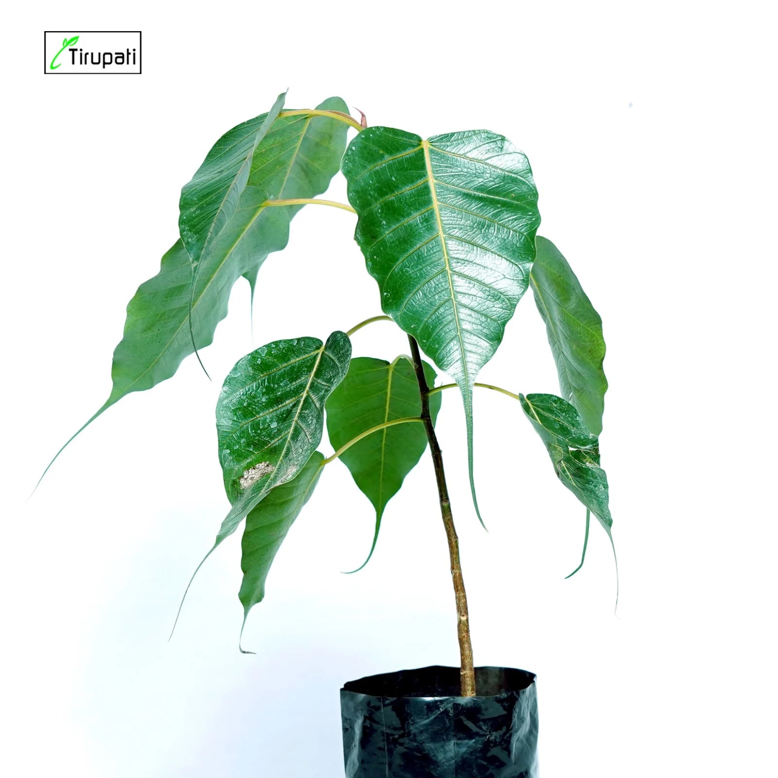 Pipal Tree Plant